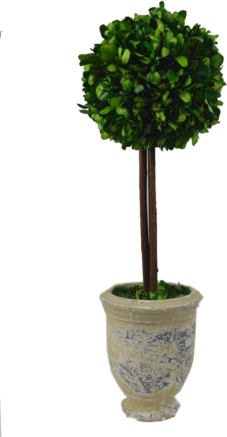 Galt International Ball Topiary Plant with Twig Stem in Terracotta Pot, 20-Inches Naturally Preserved Real Boxwood