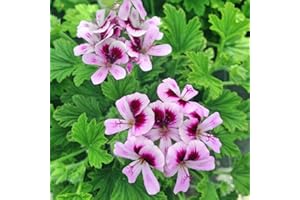 WIVOLIBE 1000 Citronella Plant Seeds for Planting - Non-GMO Mosquito Plant Seeds - Home Heirloom Garden Perennial Citronella Geranium Seeds for Planting