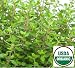 Earthcare Seeds ORGANIC THYME 1000 Seeds Thymus vulgaris