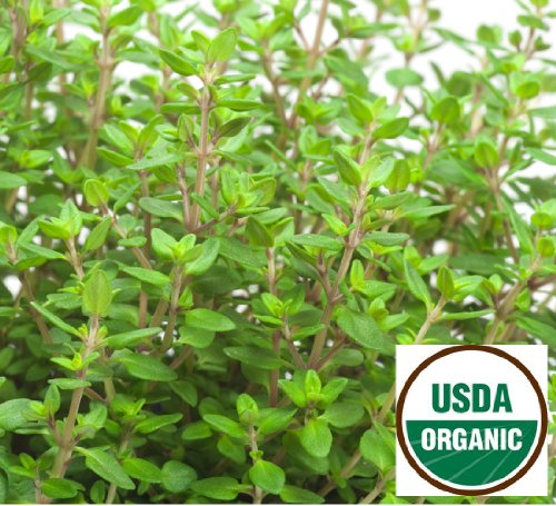 Earthcare Seeds ORGANIC THYME 1000 Seeds Thymus vulgaris Earthcare Seeds ORGANIC THYME 1000 Seeds Thymus vulgaris