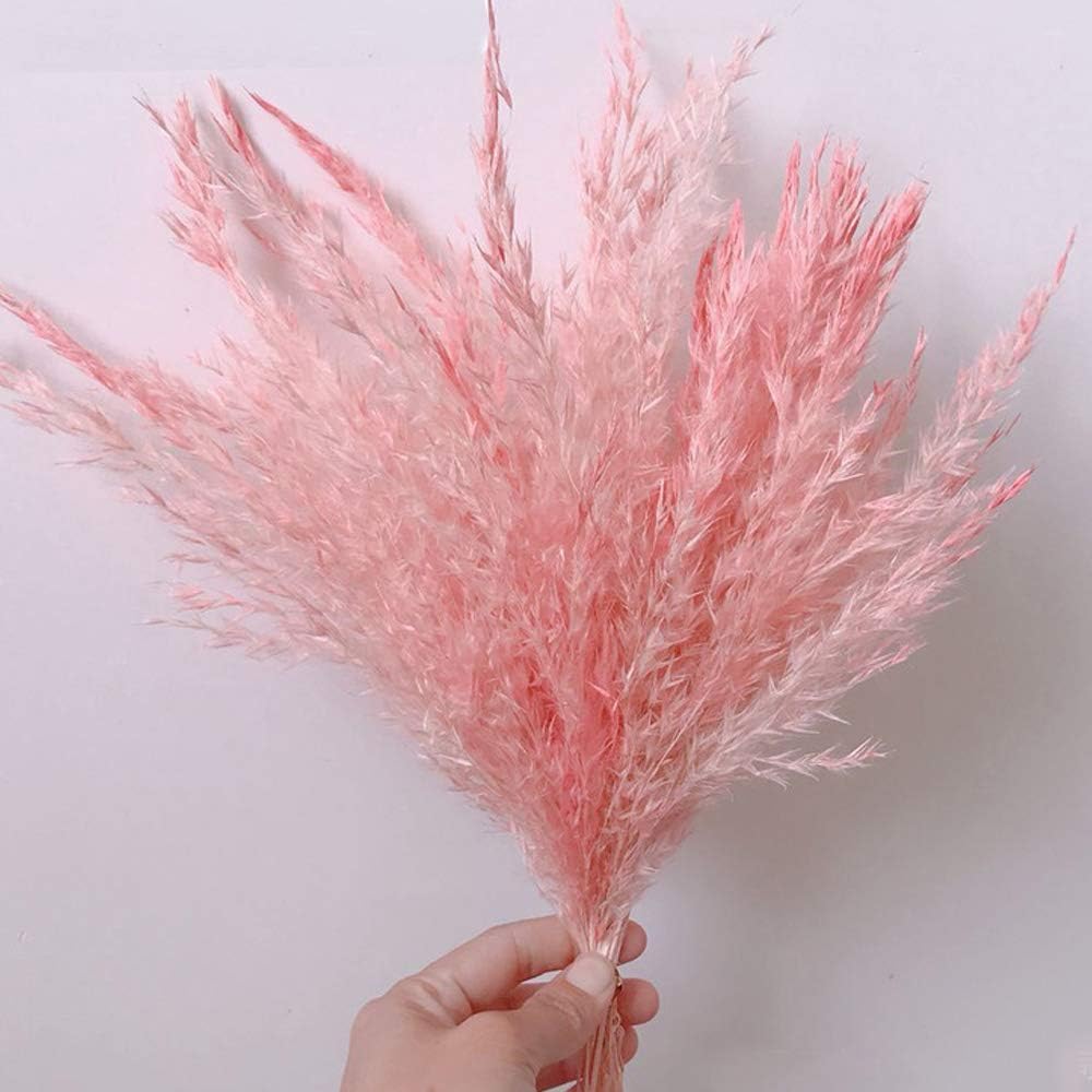 TRvancat Natural Dried Small Pampas Grass 2 Pack, Flower Arrangements Wedding Home Decor
