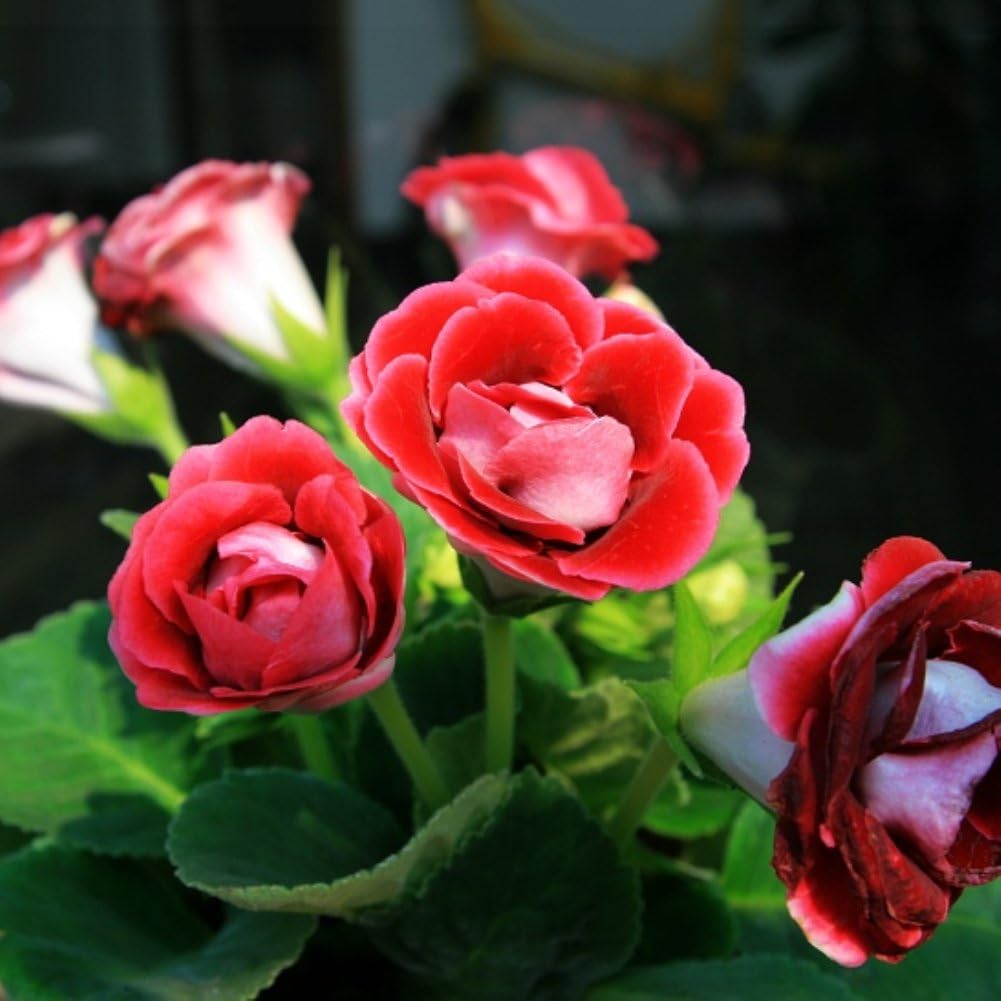 Ywbtuechars Saintpaulia Ionantha Seeds, 100Pcs Saintpaulia Ionantha African Violet Seeds Beautiful Flower Garden Plant, Can Survive in Any Soil Environment - Red