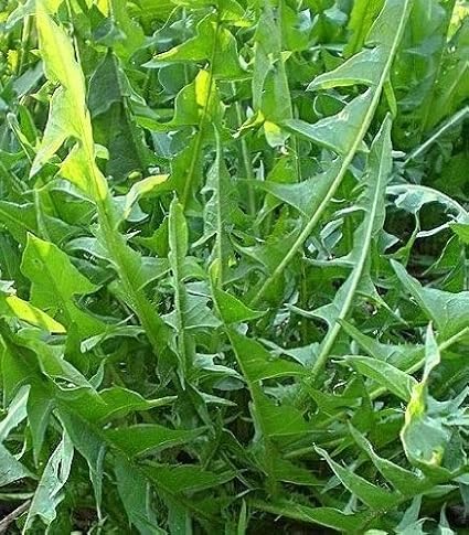 Löwenzahn Italian - Cichorium intybus - Dandelion Italian - 200 Samen
