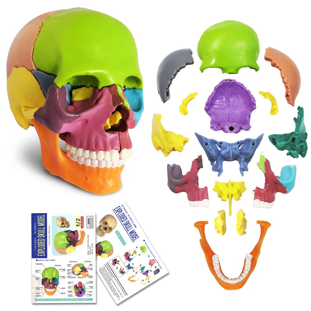 EVOTECH SCIENTIFIC Mini Human Skull Model, Didactic 15 Parts Palm-Sized Anatomy Skull Model, Exploded Skull, Medical Teaching Learning, Students Learning Education, Skull Puzzle, Colored