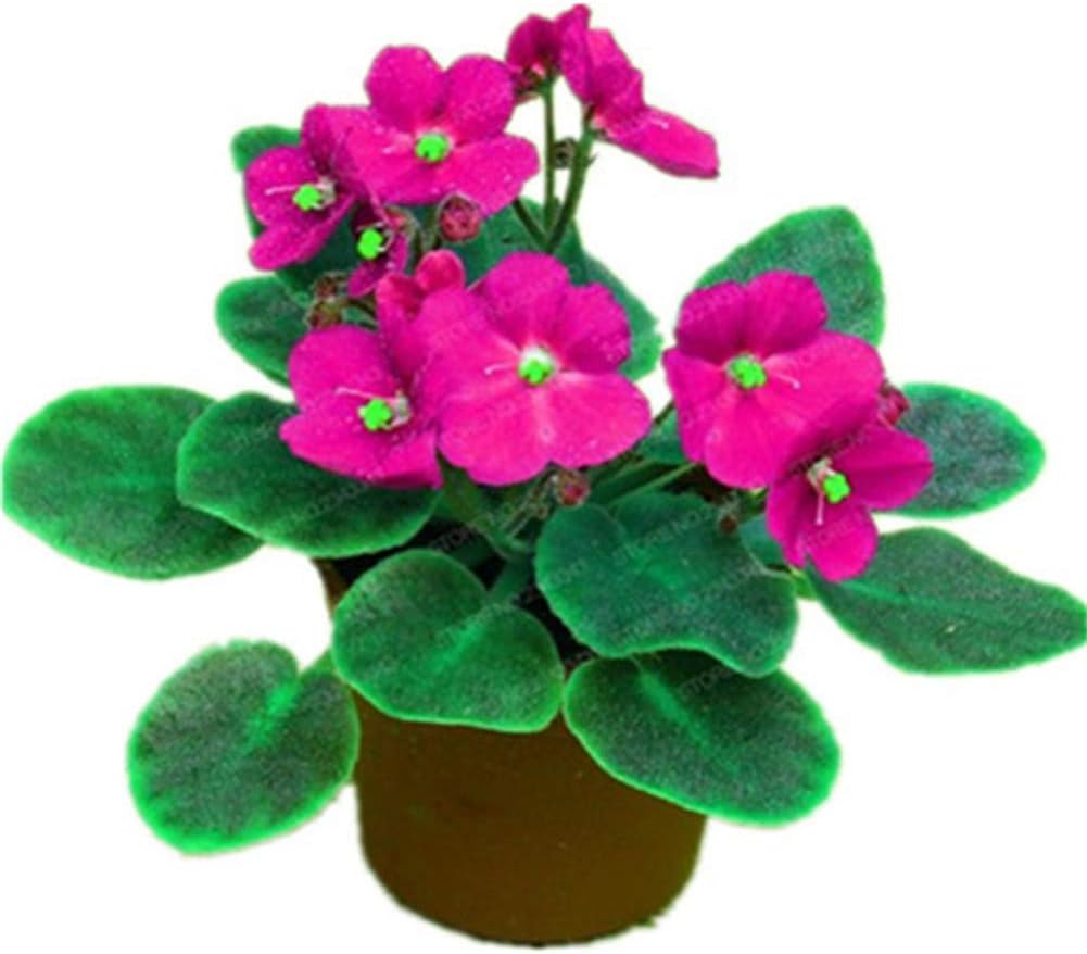 Harddo 16 Colors Violet Seeds, 100pcs Potted Violet Seeds Beautiful Plant Bonsai Flower Bonsai African Violet Bonsai DIY Home Garden