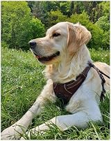Truelove TLH5651 Dog Harness No-pull Reflective Stitching Brown M view 8