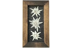 Tri Edelweiss Picture - Real Pressed Edelweiss Flower Picture on Sandstone Handmade Paper, Walnut Stain Frame