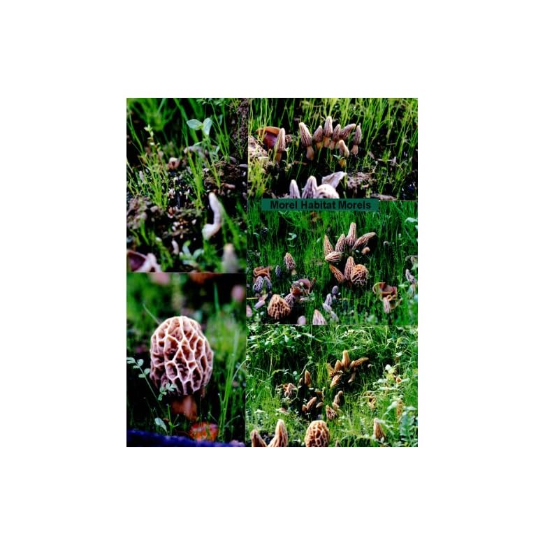 Backyard Morel Mushroom Growing Kit MOREL HABITAT KIT