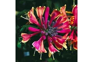 YOKEBOM Fragrant Climbing Honeysuckle Plant Live Vine, Lonicera Perennial Honeysuckle Plants 5-10" Tall