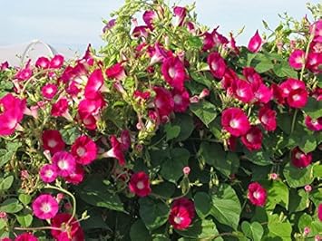 Seedscare Morning Glory Red Seeds (Pack of 30+)