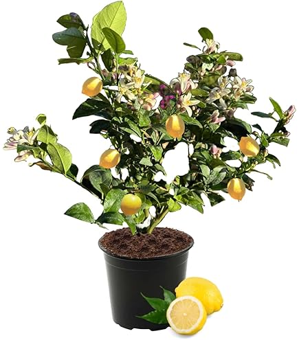 邦楽 The Whoops Citrus 邦楽 The Whoops Citrus Amazon.com: Citrus: CDs & Vinyl