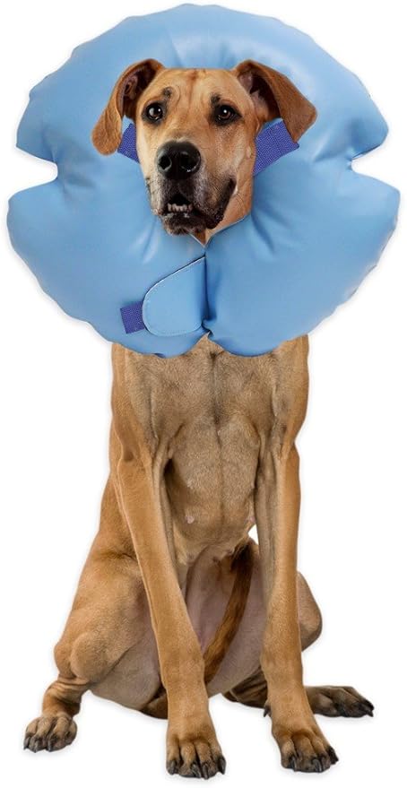 remedy recovery collars