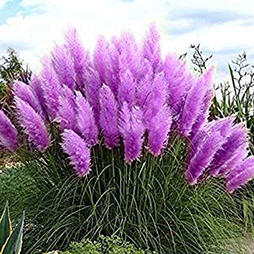 50 Particle/bag Rare Blue Pampas Grass Seeds Flower Garden Potted