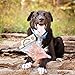 Green Butterfly Brands Chicken Jerky - Dog Treats Made in USA Only - 1 Ingredient: USDA Grade A Chicken Breast - No Additives or Preservatives - Grain Free Snack, All Natural Premium Strips, 8 Ounces