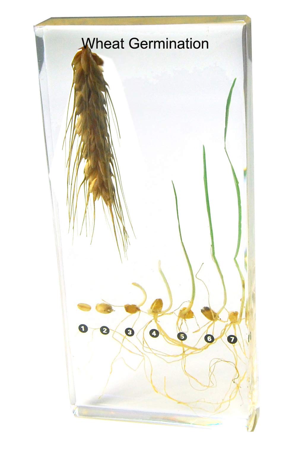 ciiizaooWheat Germination specimen paperweight in Resin In Clear Lucite Block