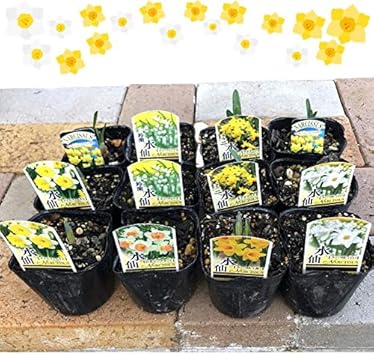 Amazon Co Jp 寒さに強い 香りがする 水仙 おまかせmix 12個セット 雪中花 スイセン 球根 芽出し苗 おまかせ 園芸 ガーデニング 寄せ植え 鉢花 鉢植え 春の訪れ 花 誕生日 記念日 プレゼント 贈り物 12ポット ホーム キッチン