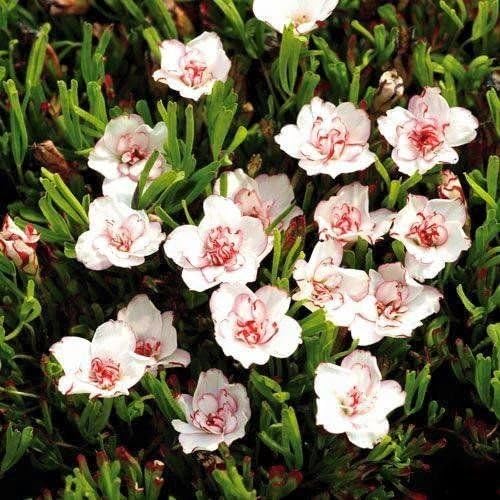 Seltene normale Oxalis Blumen Glhbirnen Farbe Dreh Oxalis Zwiebeln fr Garten samen nur