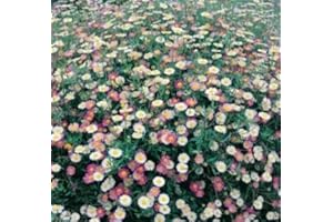 100 Erigeron Karvinskianus Seeds aKa Santa Barbara and Mexican : Seeds in The Packet