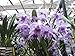 Lc. Canhamiana fma.coerulea "Azure Skies" AM/AOS! Collectors item! Superb!- Orchid Plant