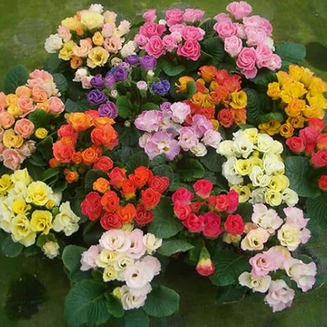 Amazon 開花前特別価格 半八重 八重咲きプリムラ ジュリアン キャンディマジック ３株セット 冬咲き 鉢植え 庭植えガーデニング 寄せ植え等に 花