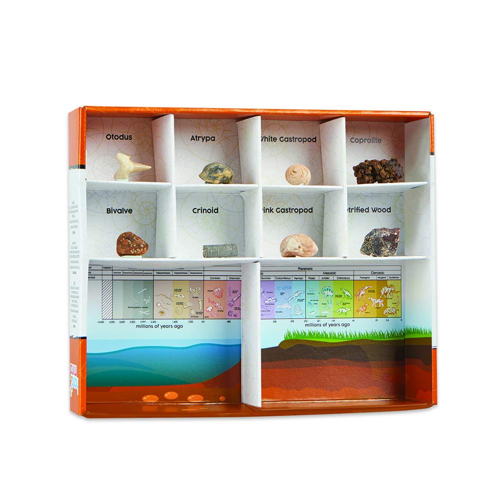 hand2mind Dig & Display Fossil Dig Kit, Fossil Display Case, 8 Real Fossils to Uncover, Dig Kits for Kids, Fossil Digging Kit for Kids, Excavation Kit for Kids, Fossil Science, Archeology Kits