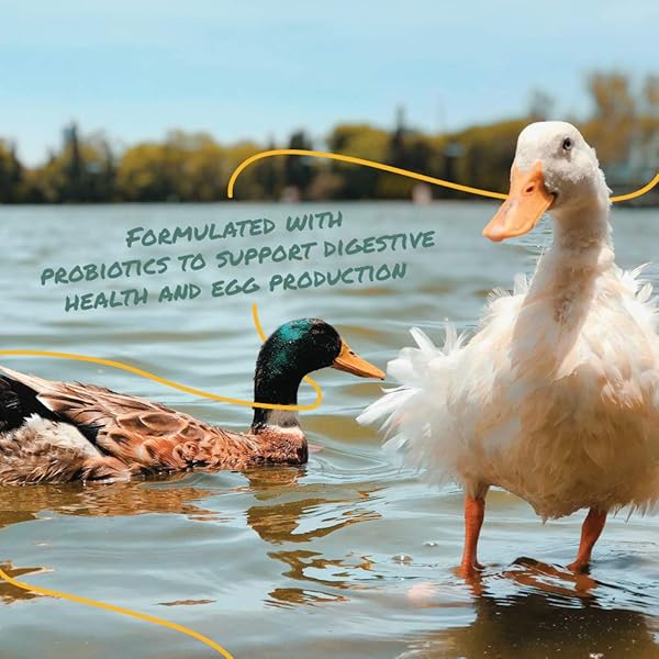 MANNA PRO DUCK AND GOOSE LAYER FEED – HIGH PROTEIN PELLETS FOR EGG PRODUCTION – FORMULATED WITH PROBIOTICS TO SUPPORT DIGESTIVE HEALTH IN DUCKS AND GEESE – POULTRY LAYER PELLETS – 8 LB BAG