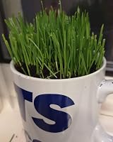 Cat FurNature Cat Grass Seeds Oat 150g Brand Cat FurNature .co .uk view 7