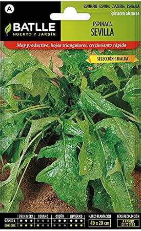 Semillas Hortícolas - Espinaca Sevilla - Batlle: Amazon.es: Jardín