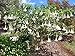 25 Brugmansia White Angel's Trumpet Datura Seeds/