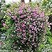 Pink Mink Clematis - 4