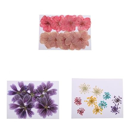Sharplace 30 Stück Gemischte Farbe Gepresste Getrocknete Blüten von Sakura Alcea Rosea Ammi Majus