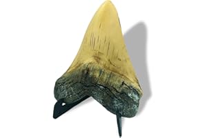 Resin Megalodon Shark Tooth 5.5 Inch Model, OUOQUQ Fake Shark Teeth Fossils Replica with Vertical Display Stand for Table Shop Ornament Office (Neoteric)