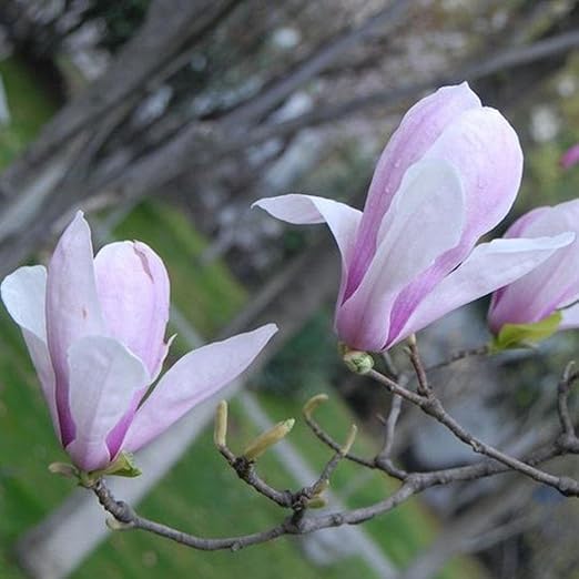 FastDirect Semillas de Magnolia Multicolor Semillas de Flores 10 ...
