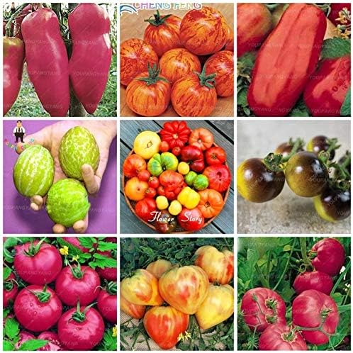 Pinkdose 500 Piezas de Tomate Arco Iris Bonsai Plantas de Tomate ...