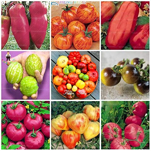 Pinkdose 500 Piezas de Tomate Arco Iris Bonsai Plantas de Tomate ...