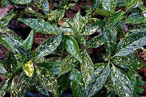 Amazoncom Spotted Japanese Aucuba Evergreen Zones 7 9 - 