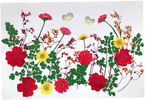 Amazon Co Jp F Fityle 押し花セット ドライフラワー 天然葉 カモミール 乾燥花 スクラップブック 装飾品 蝋燭創造 工芸品 約32個 ホビー