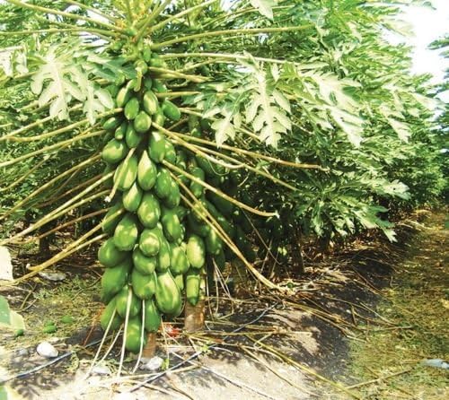 Seeds Papaya Maradol Fresh 25Pcs Seeds