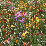 Premium Wildflower Seed Mix, No Filler, 1/2 Pound