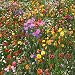Premium Wildflower Seed Mix, No Filler, 1/2 Pound