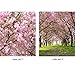 Door Wall Sticker Cherry Blossoms Place - Self Adhesive Peel & Stick Repositionable Fabric Mural 31