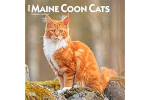 Maine Coon Cats | 2026 12 x 24 Inch (Hanging) Monthly Square Wall Calendar | Plastic-Free | BrownTrout | Animals Feline Kittens