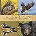 Northwoods Wildlife 2020 Wall Calendar by 
