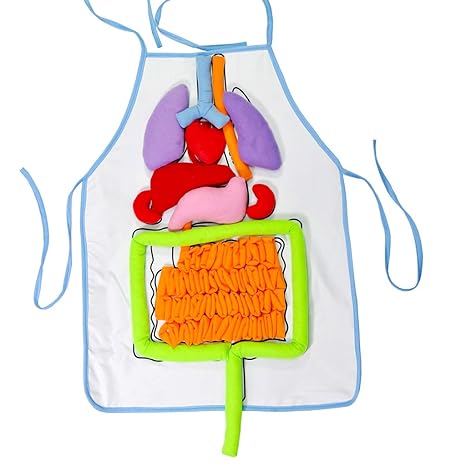 FidgetGear Apron Human Gut Apron Teaching Tool Children Puzzles 3D Organ Toy