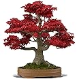 Bonsai Tree Seeds, Japanese Red Maple | 20+ Seeds | Highly Prized for Bonsai, Japanese Maple Tree Seeds (ACER palmatum) 20+Seeds