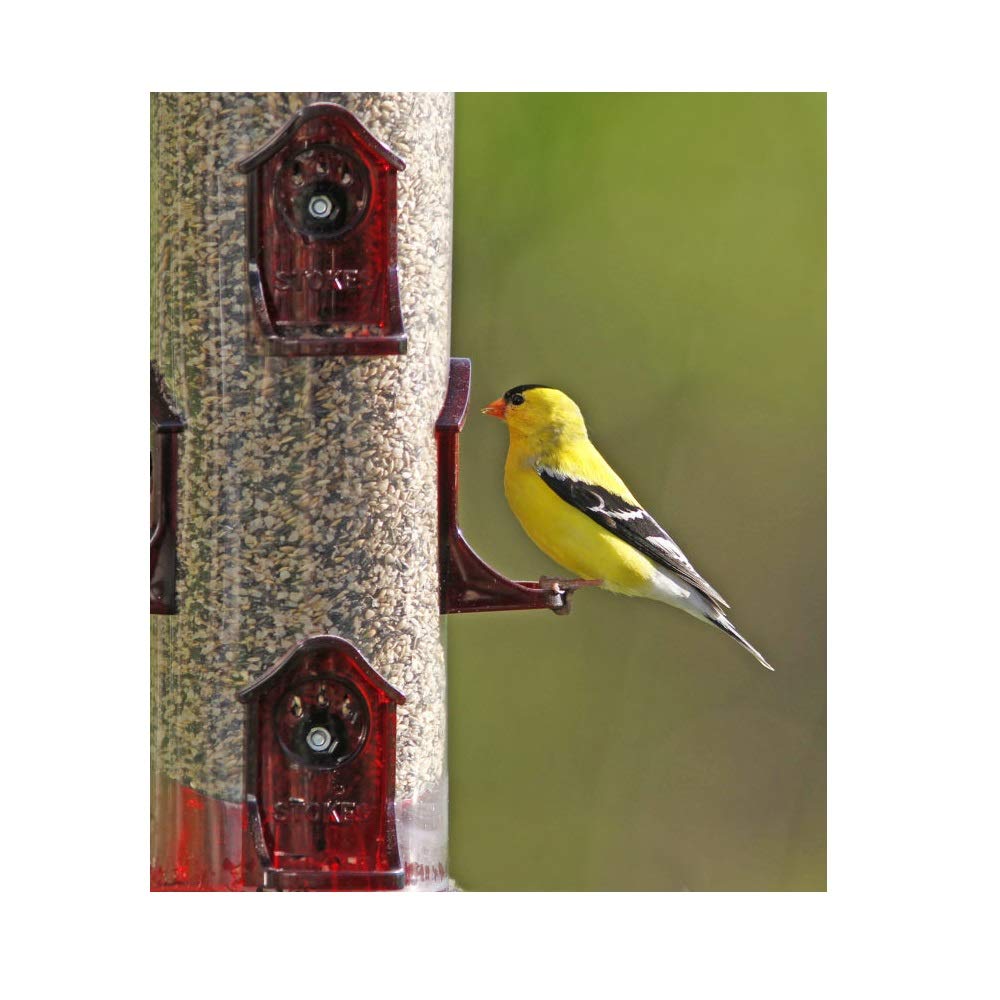 Stokes Select Jumbo Finch Feeder Yellow Red Assorted Hiatt