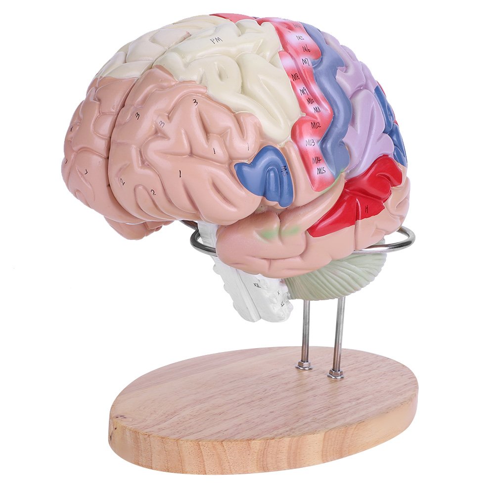 Akozon Human Brain Model,Color-Coded 1:2 Anatomical Human Regional Brain Model Cerebral Cortex Nerve 4 Parts