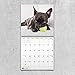 2020 French Bulldogs Wall Calendar