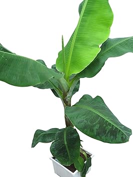 Casa Jardin Y Bricolaje Frutas Bananier D Interieur A Fruits Musa Cavendishii Pancamandala Id