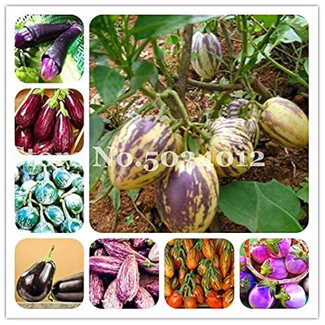HONIC 100pcs Huevo Berenjena bonsáis sobre la Venta de Plantas de ...
